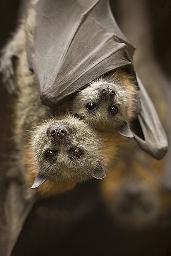 morcego abraçado